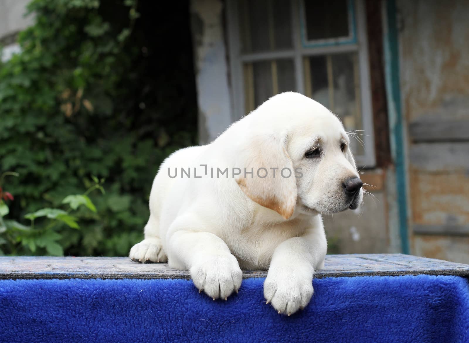 little yellow labrador puppy sitting on blue background