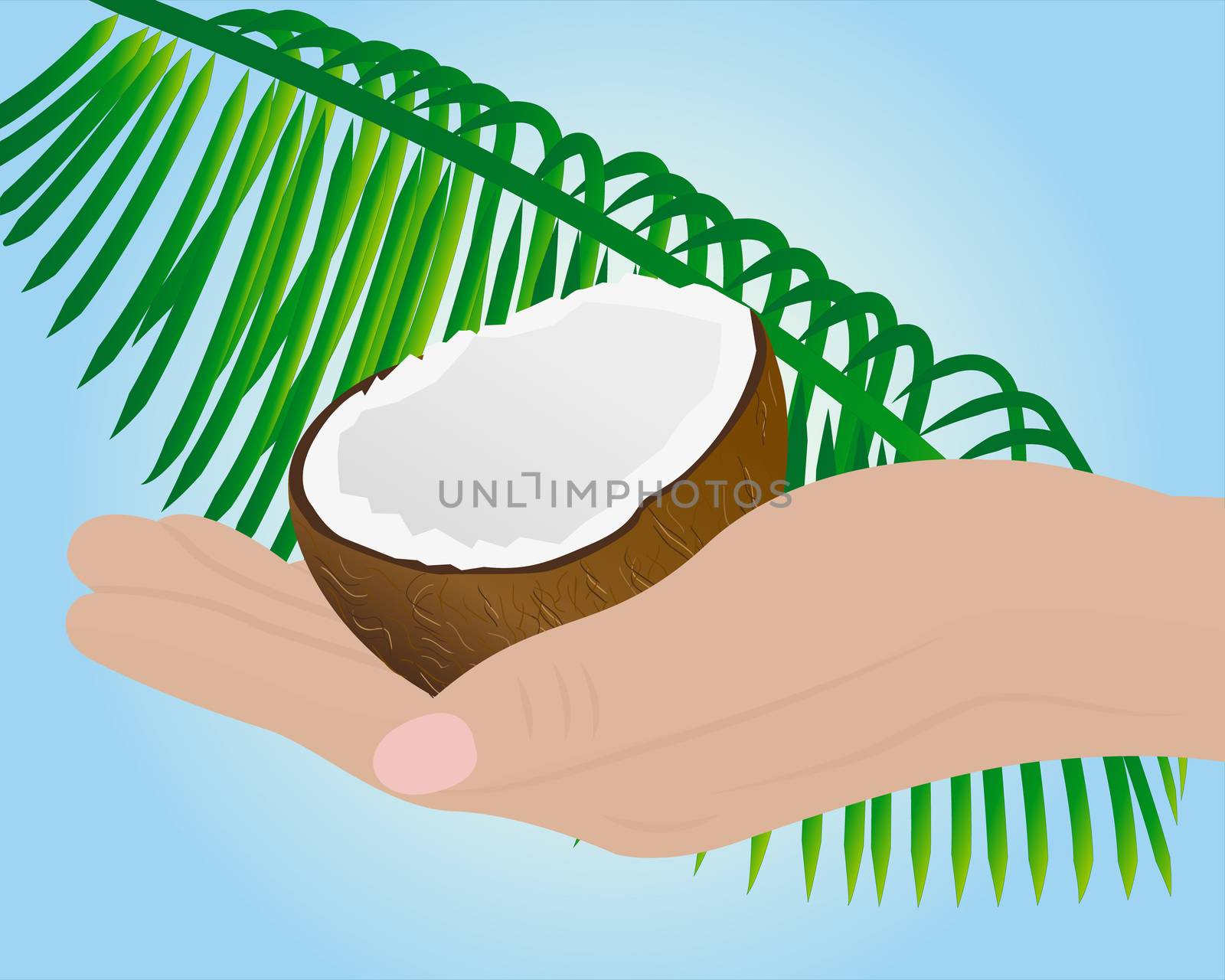 Coconut half in a hand and palm leaf vector illustration