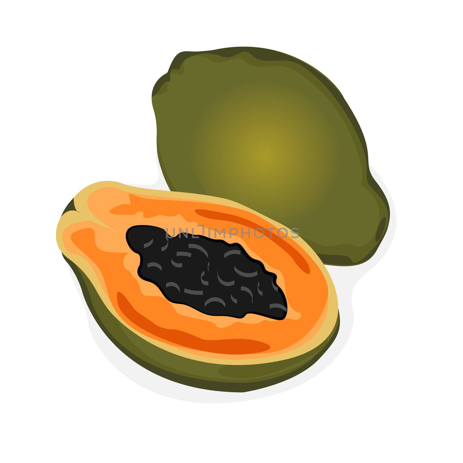 Papaya and a half vector illustration on a white background isolated
