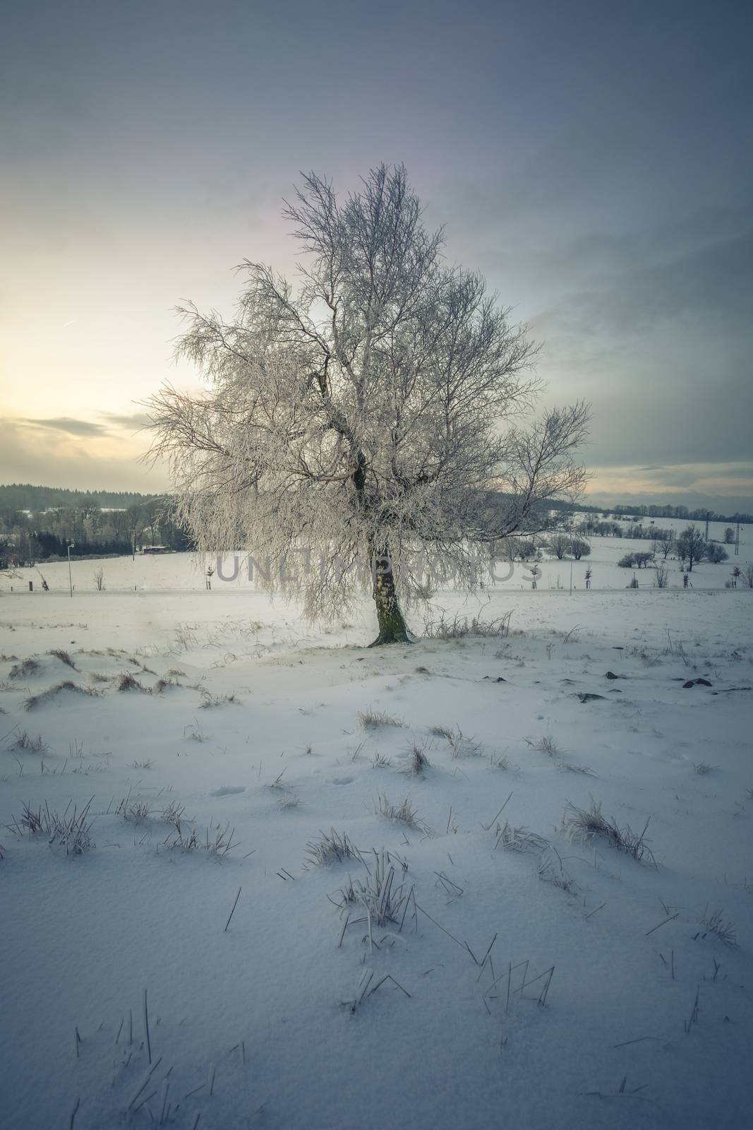 Single Tree in a solitude Winter Landscape by petrsvoboda91