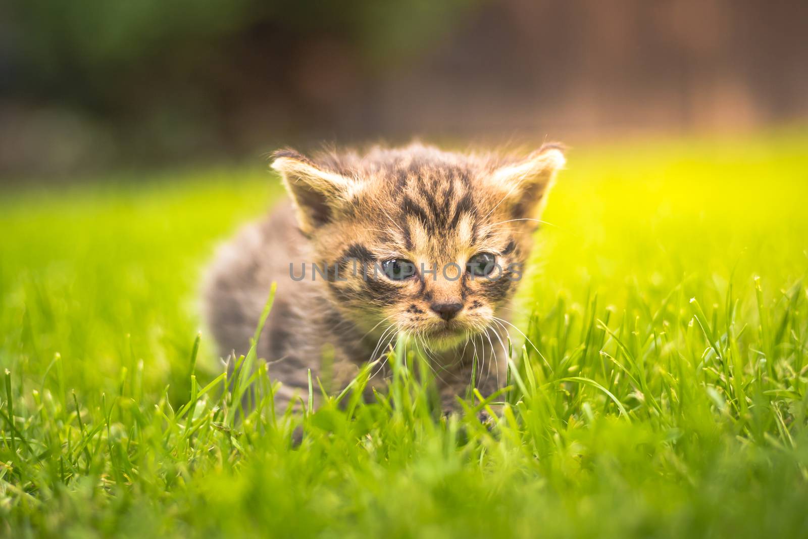 Cute Kitten in the garden in the grass by petrsvoboda91