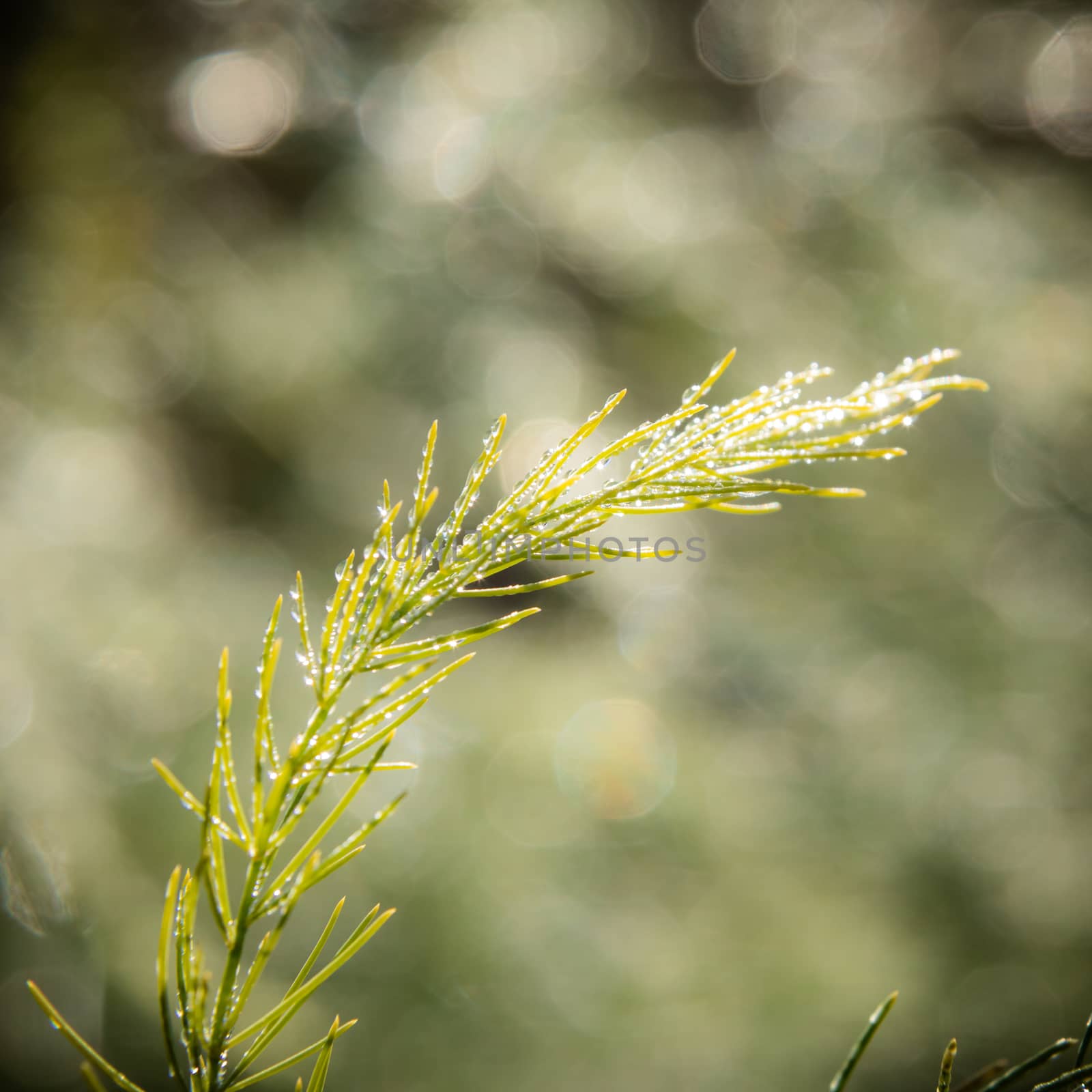 A blade of grass in a field on a sunny day. Selective focus.