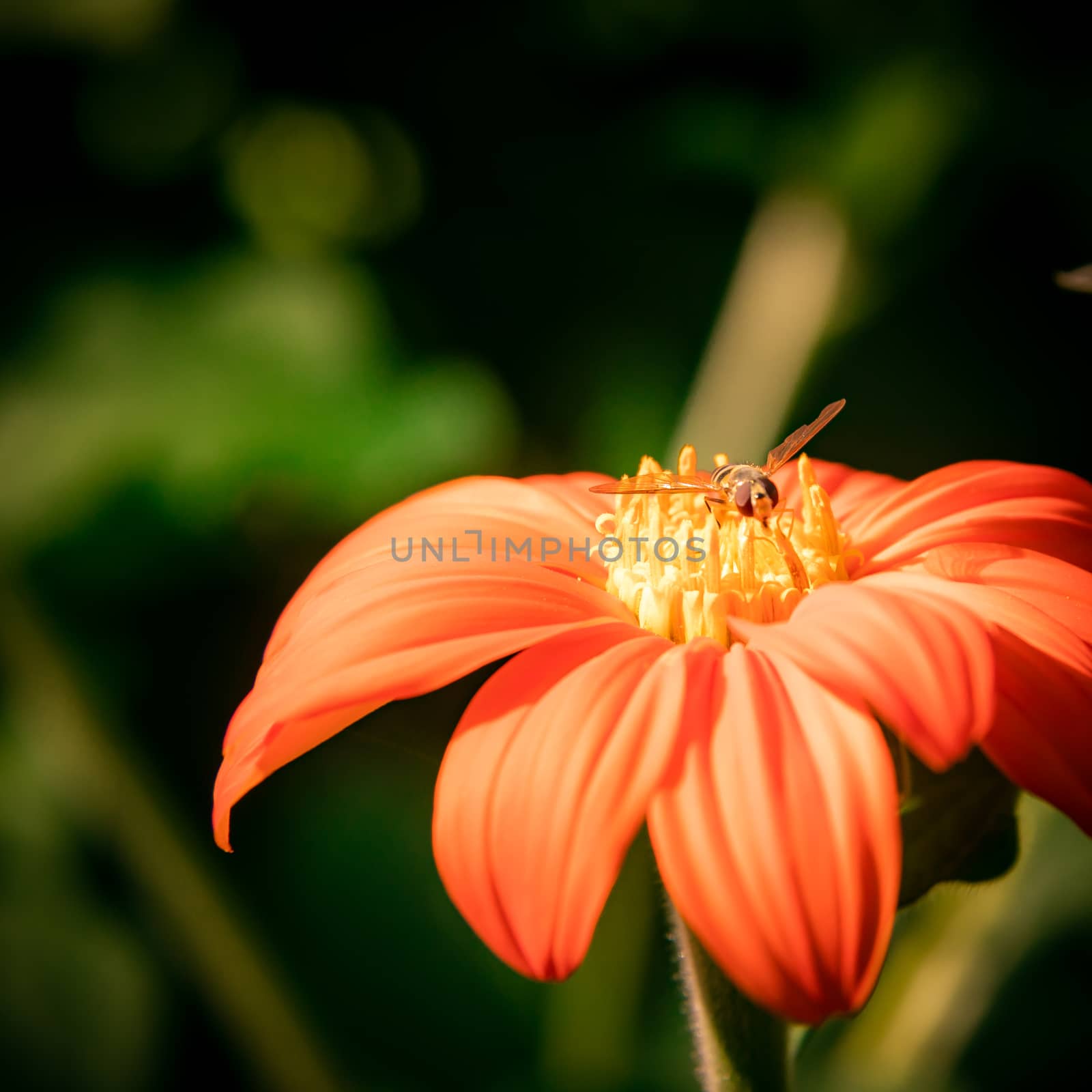 Yellow flower Zinnia narrow-leaved, large beautiful petals. by sveter