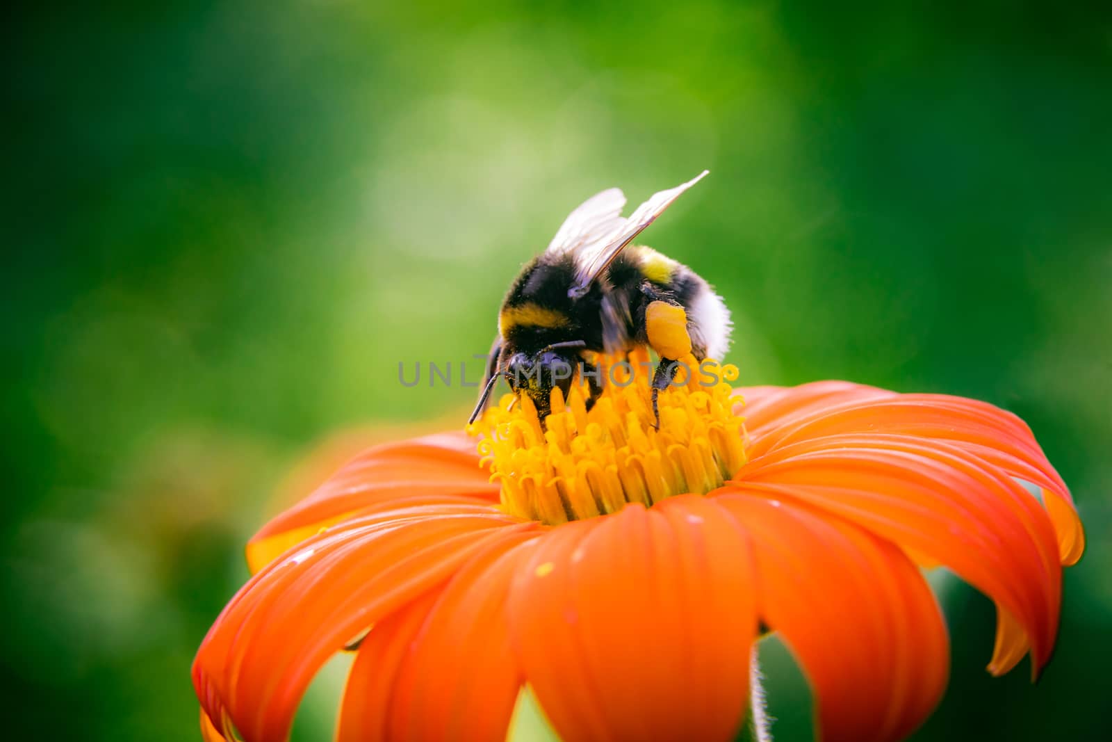 Yellow flower Zinnia narrow-leaved, large beautiful petals. by sveter