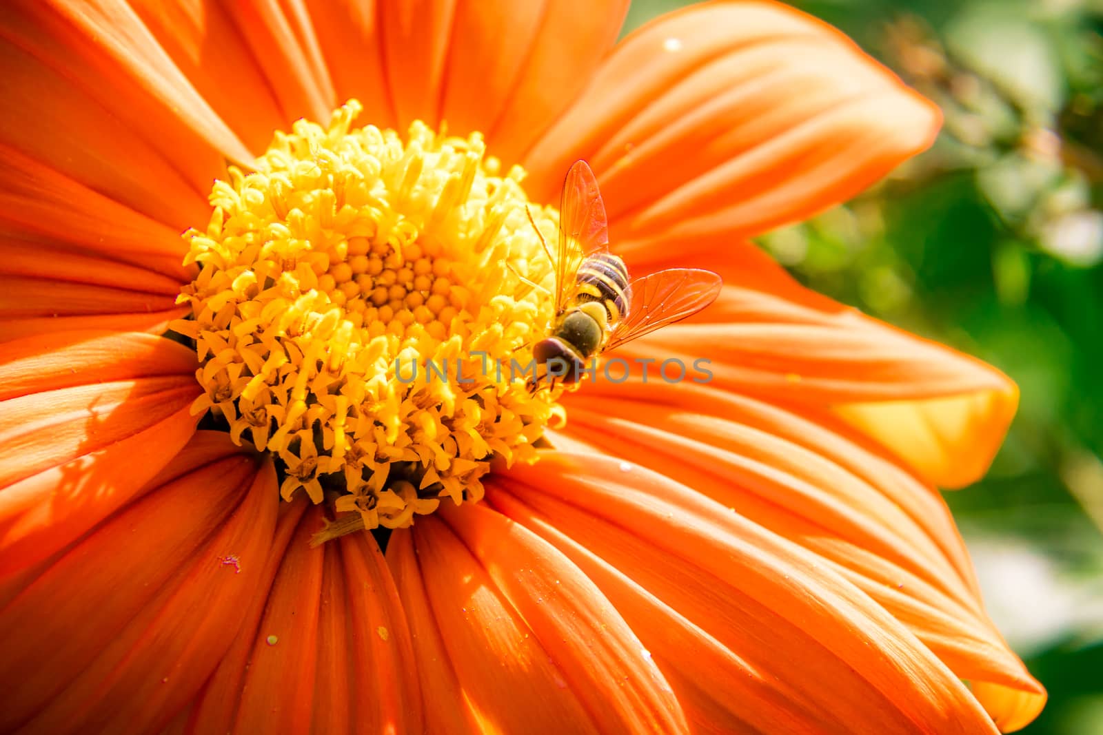 Yellow flower Zinnia narrow-leaved, large beautiful petals. by sveter