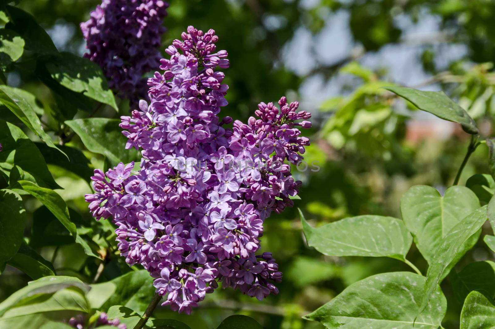 Beautiful bouquet of lilac flowers by vili45