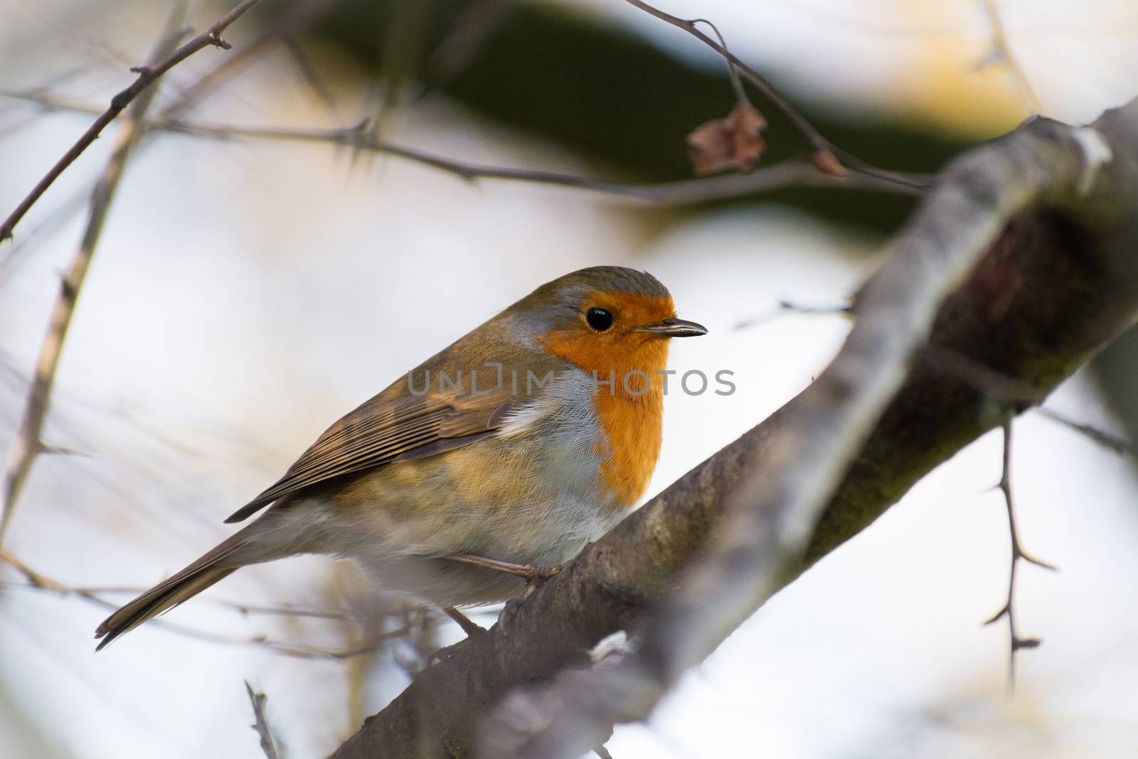 close up of european Robin on a branch by mirekpesek