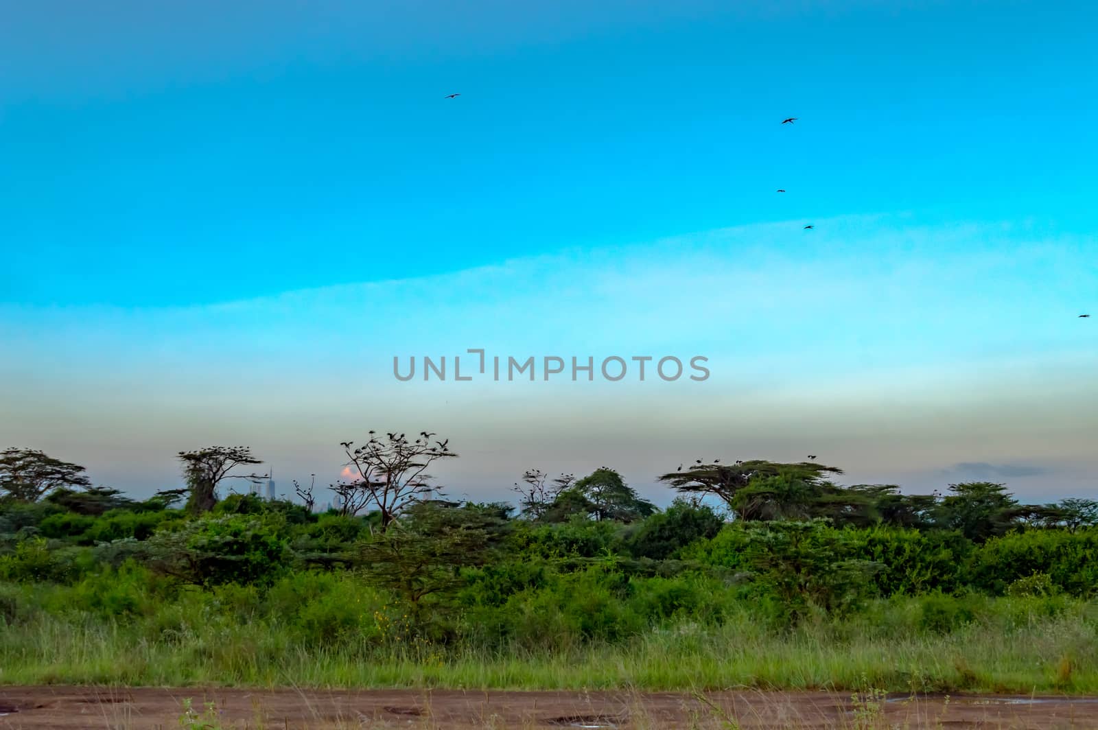 View of the sunset on the savannah of Nairobi Park in central Kenya