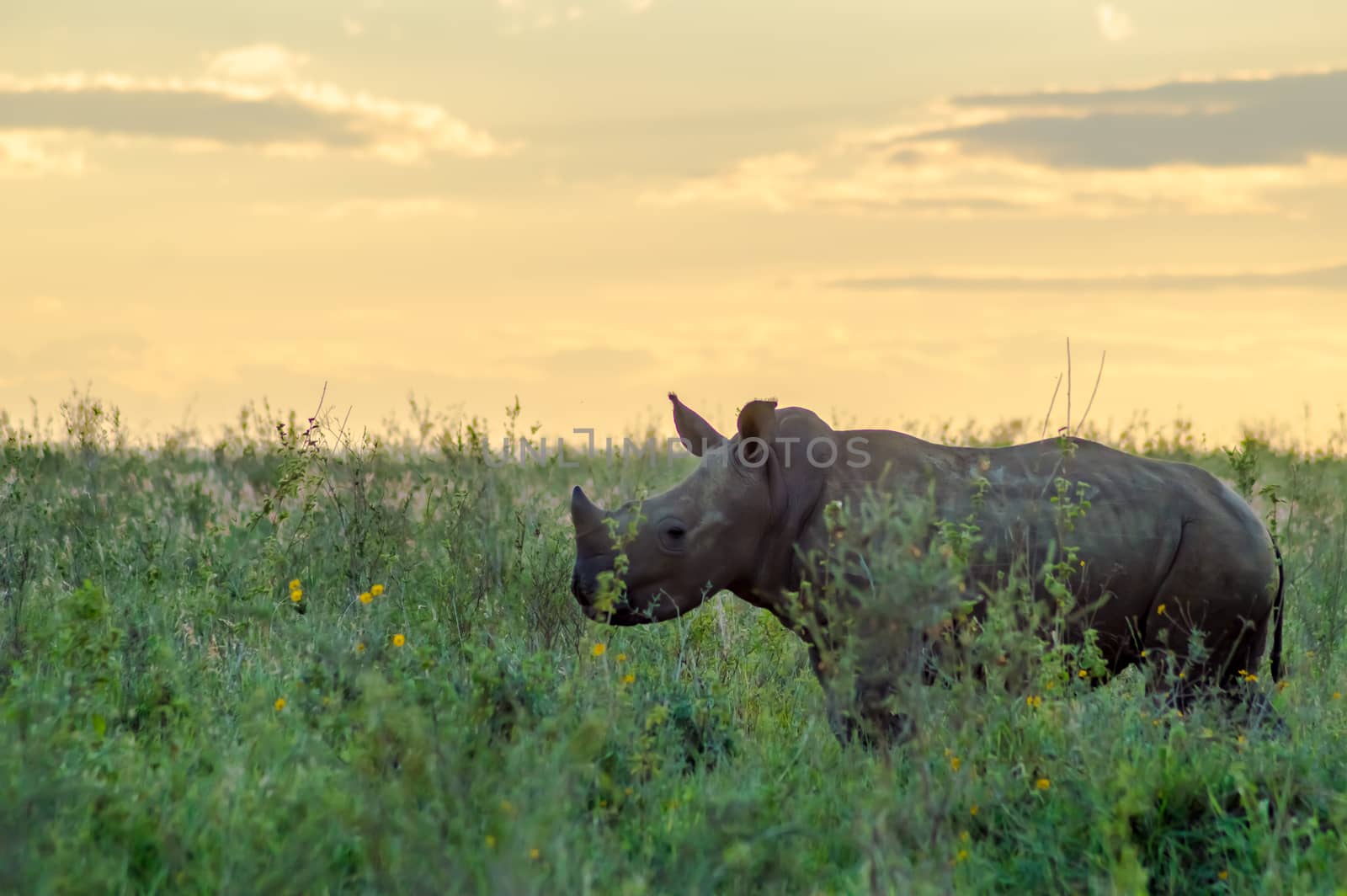 White Rhinoceros in the savannah of Nairobi Park in central Kenya