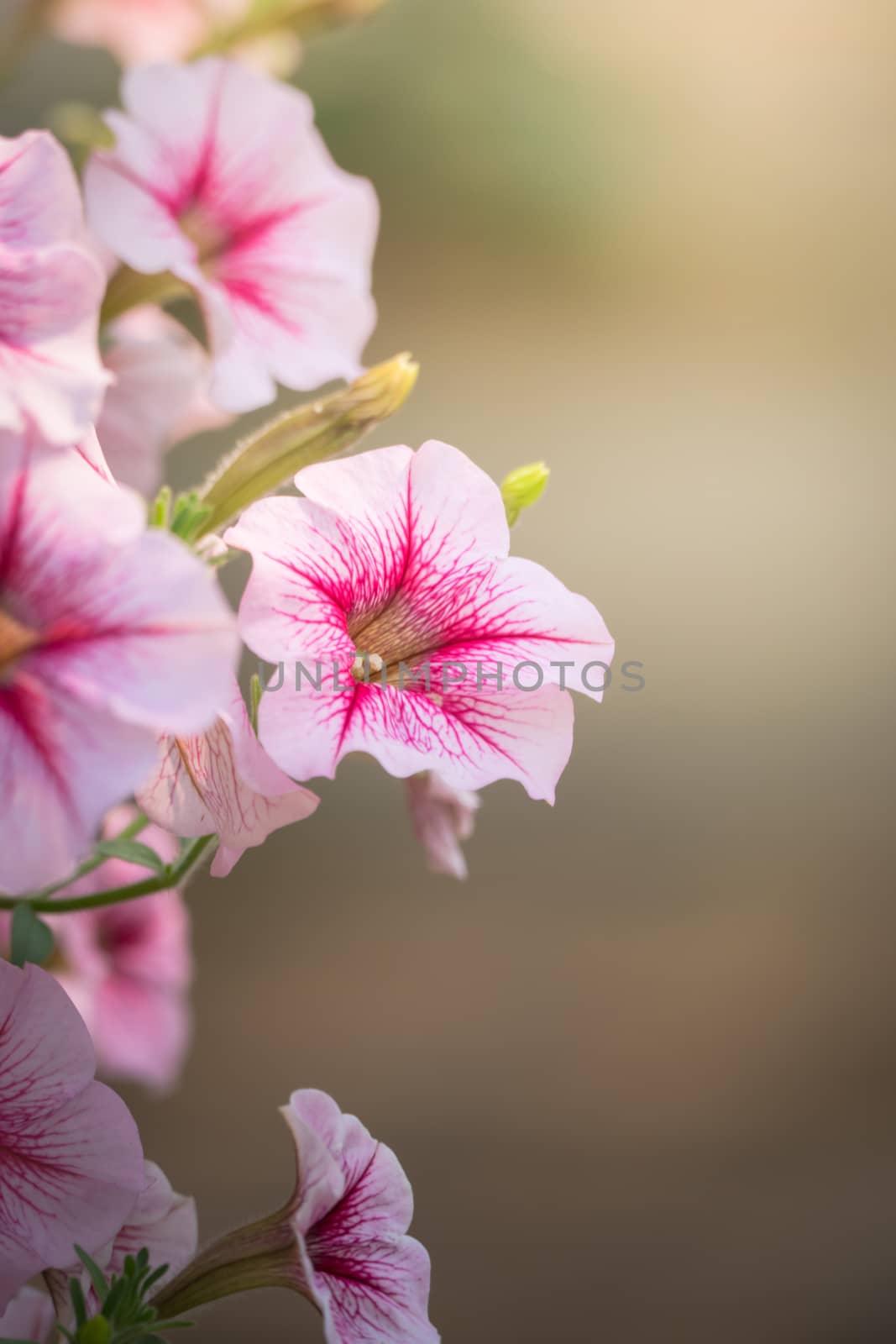 The background image of the colorful flowers, background nature