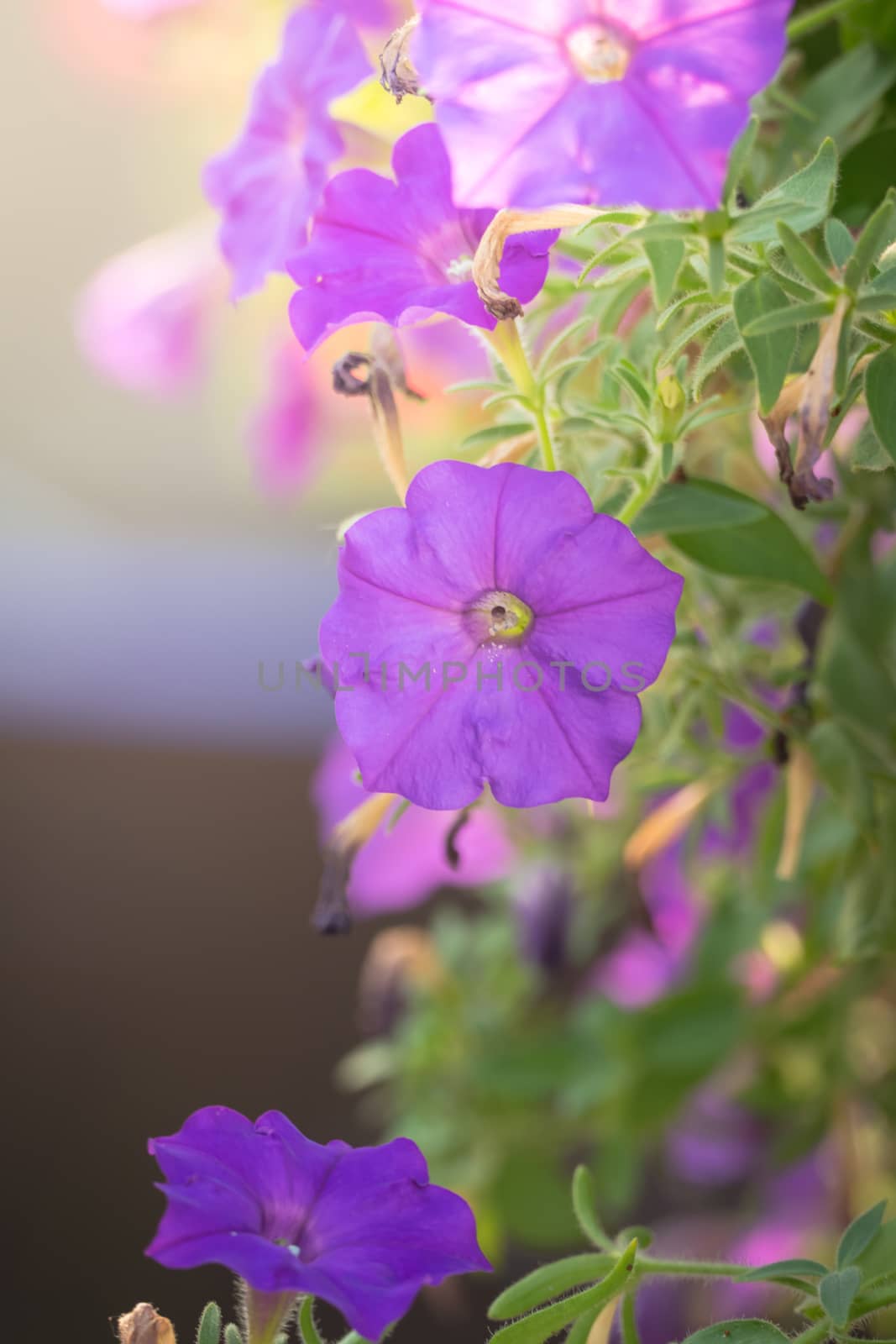 The background image of the colorful flowers, background nature