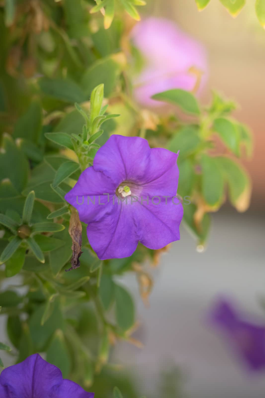 The background image of the colorful flowers, background nature