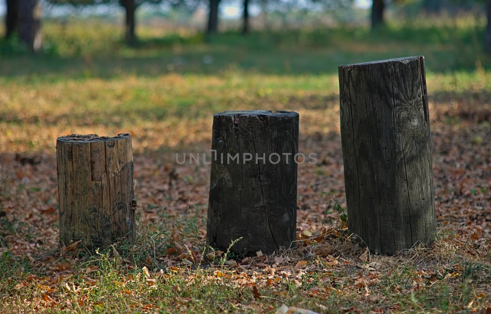 Three different size tree trunks in an autumn park