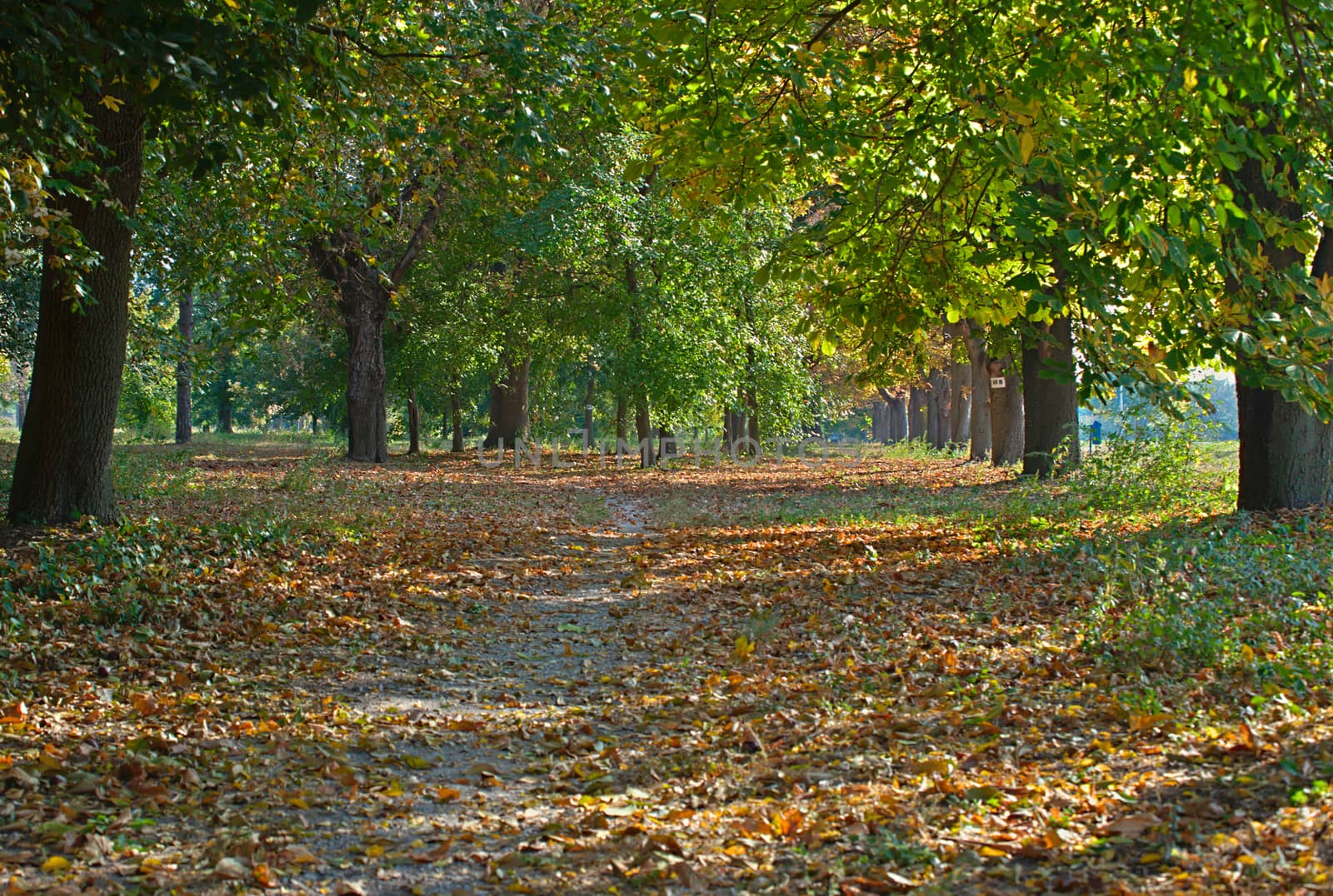 Footpath in park covered with fallen leaves and tree trunks