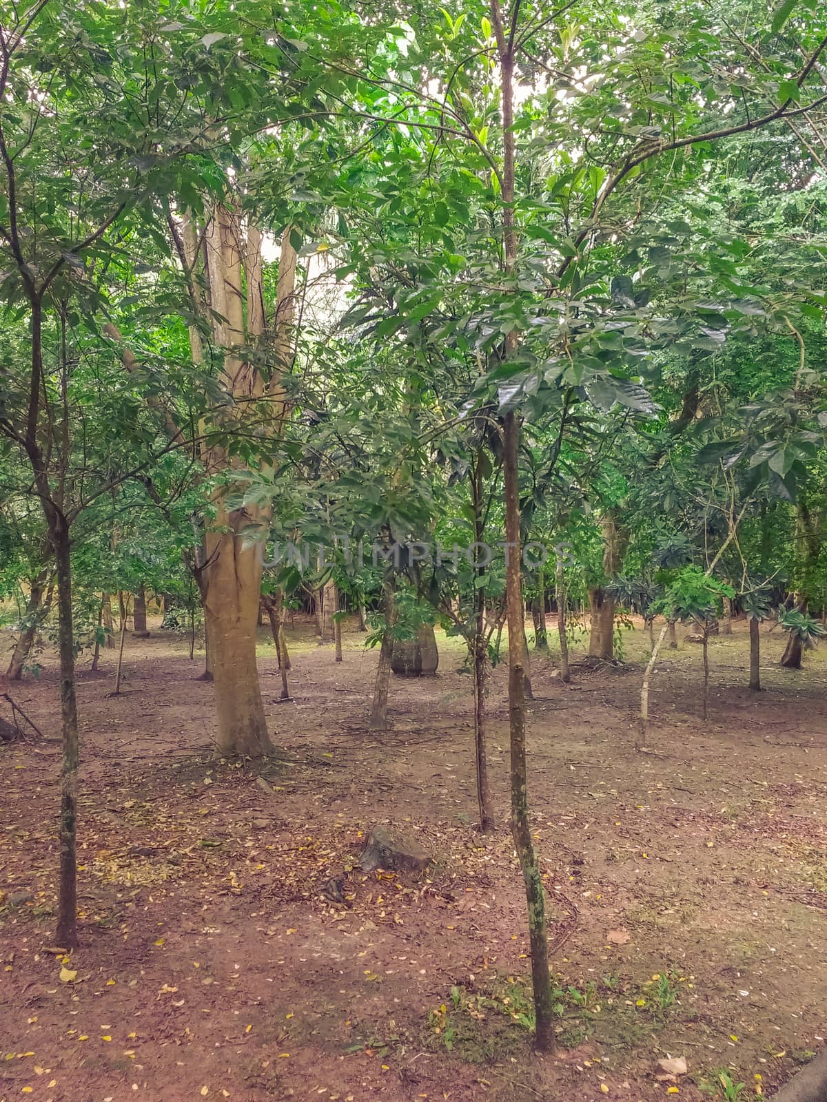 Path in small forest with small trees, on a cloudy and rainy day.