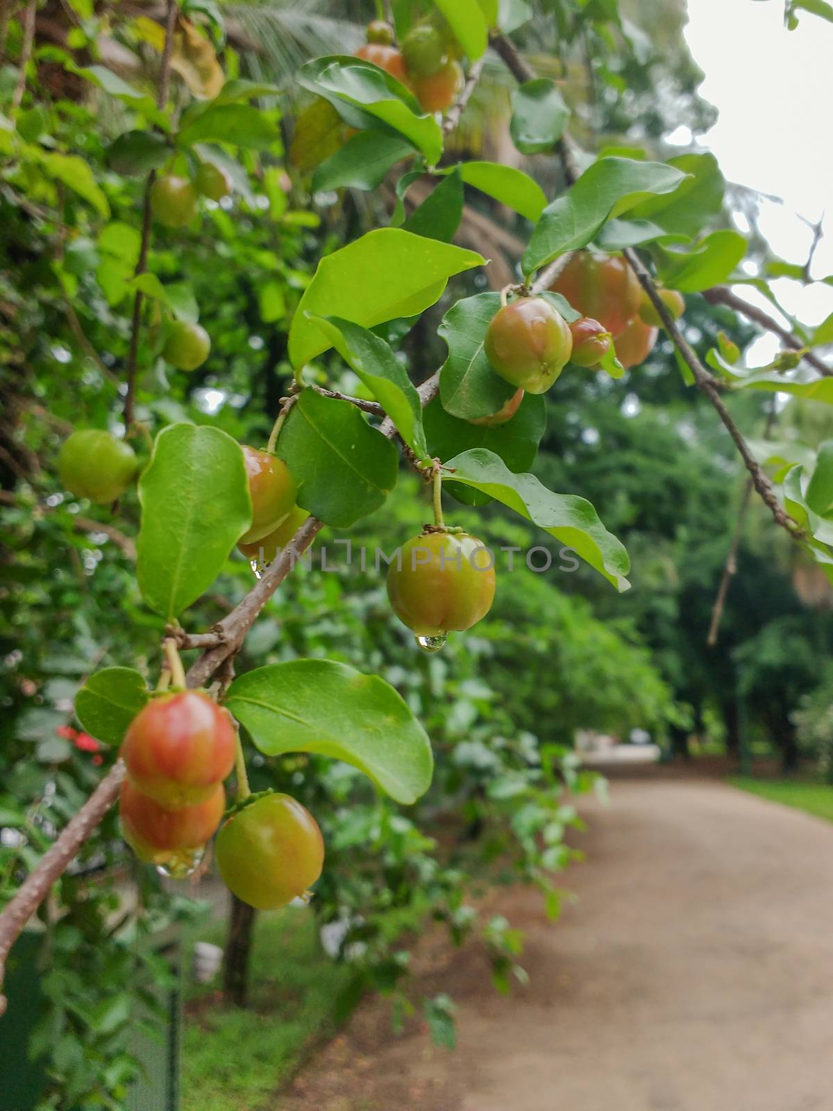 Green Acerola on the tree, with raindrops and leaves, with park in the background