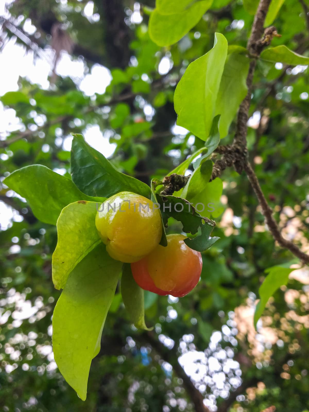 Healthy and fresh fruits, green acerolas hanging on the branch, in summer day