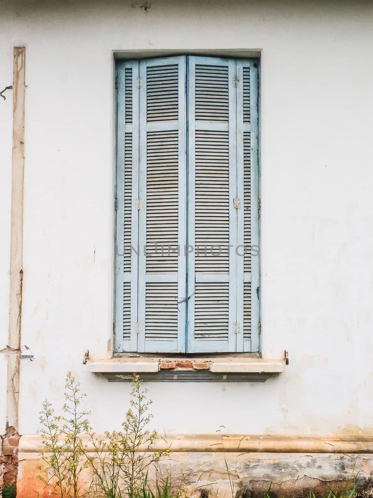 Old blue window, of abandoned and decadent building, with bush growing around