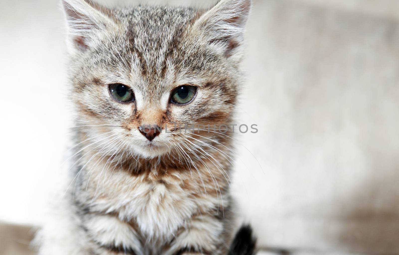 Kitty portrait. Closeup of nice small gray kitty face