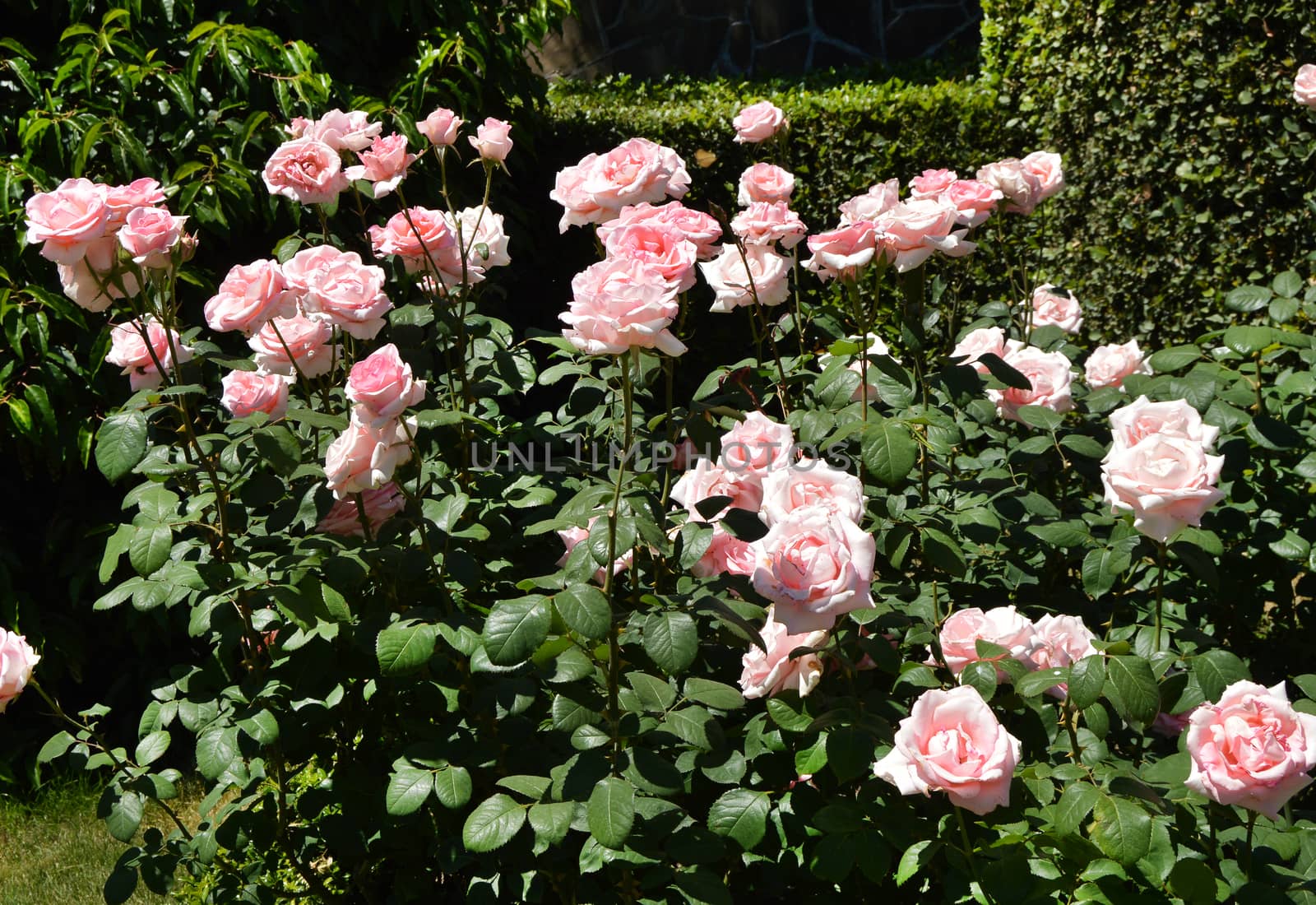 Large rose Bush at noon on a summer day.