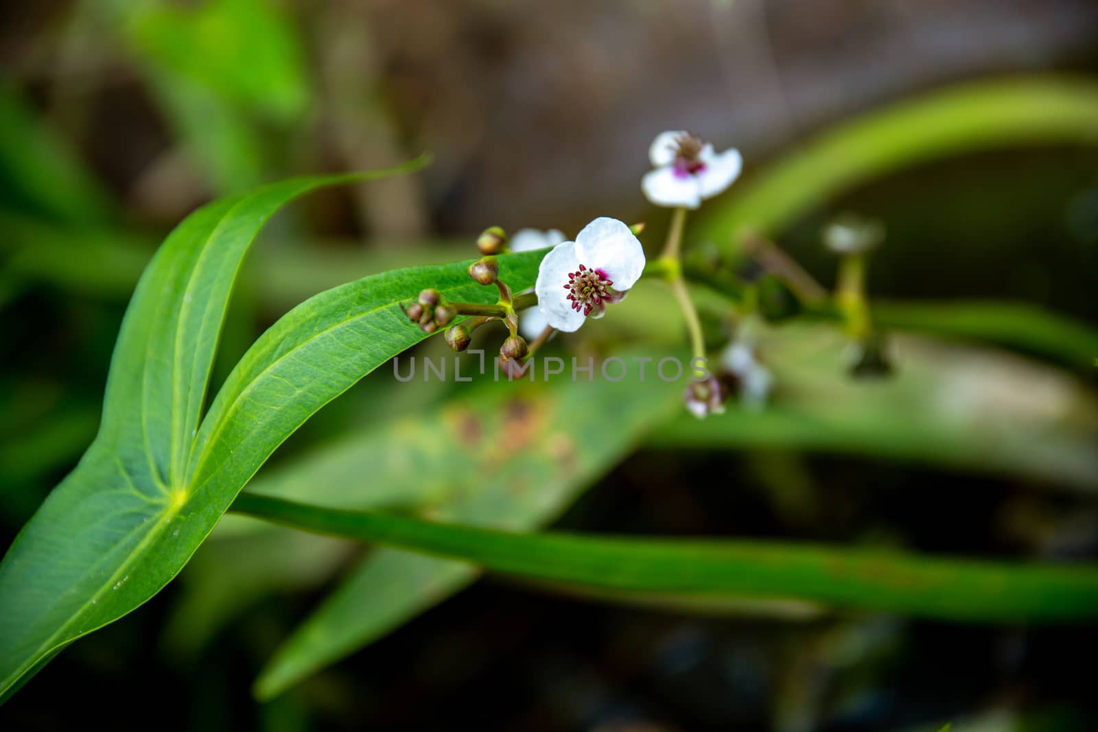 White wild blooming flowers on a green grass background. Closeup of white wild field flowers. Nature flower in spring and summer in meadow. 



