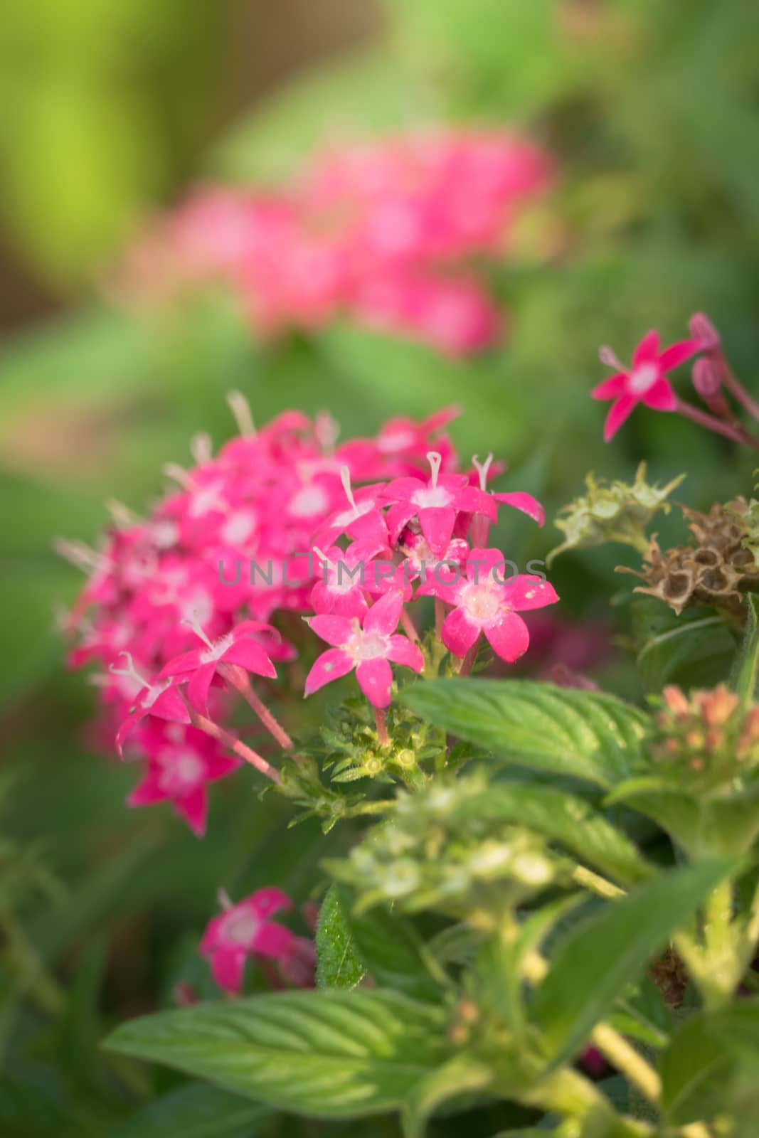 The background image of the colorful flowers, background nature