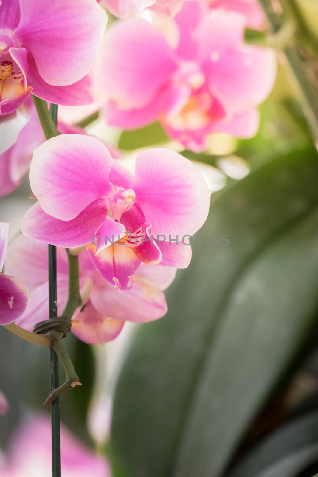 The background image of the colorful flowers, background nature