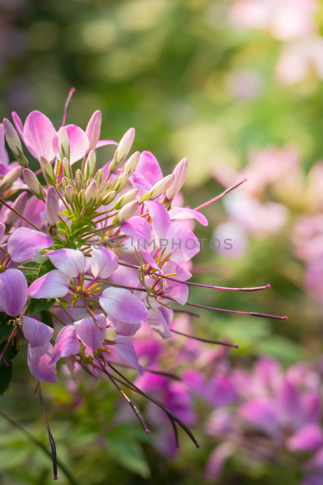 The background image of the colorful flowers, background nature