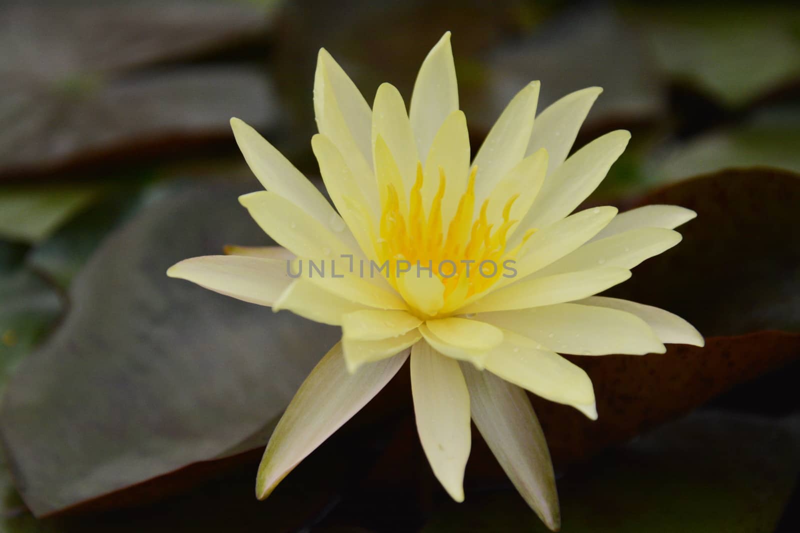 The lotus in the flower bloom is very beautiful. by photomtheart