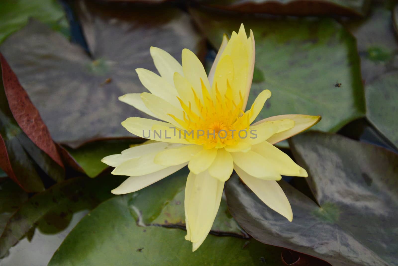 The lotus in the flower bloom is very beautiful. by photomtheart