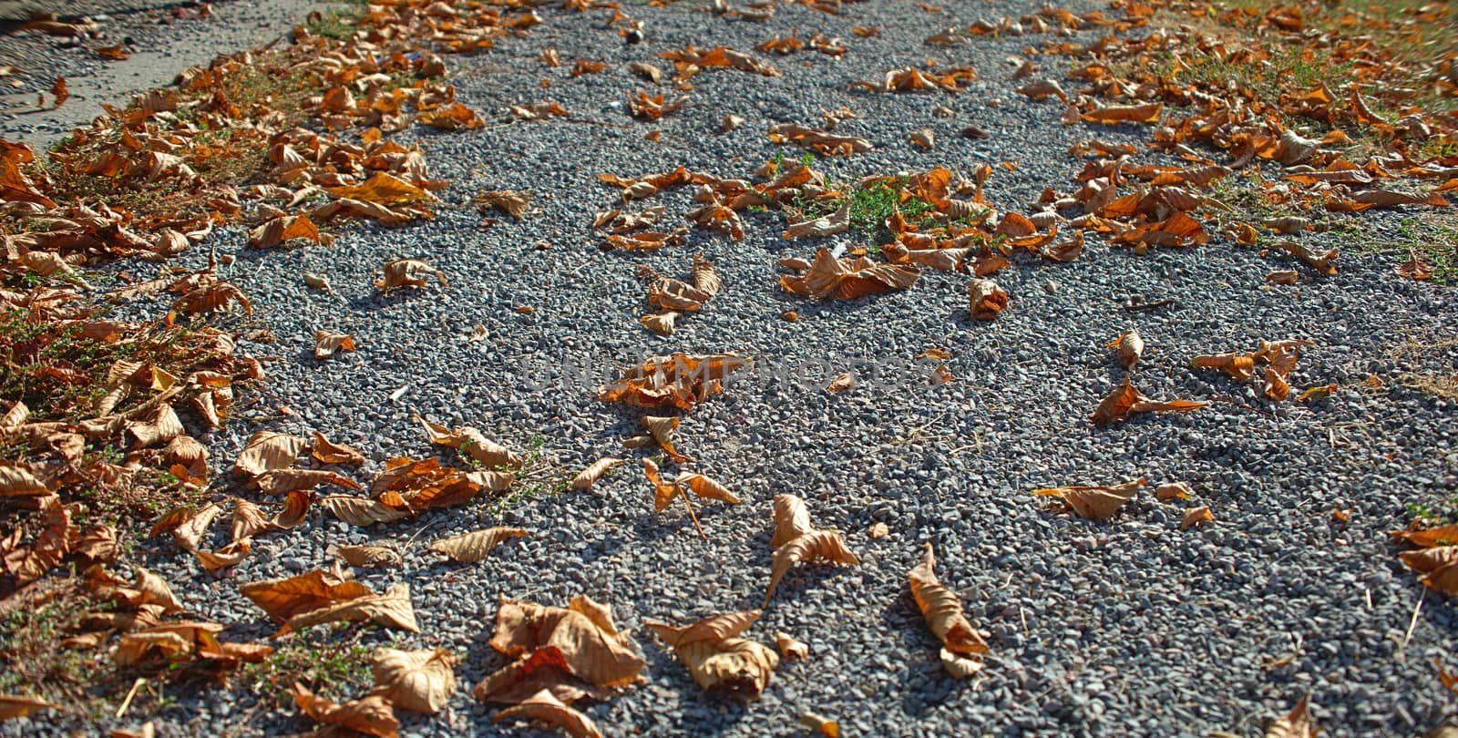 Dry brown fallen leaves on an gravel pathway