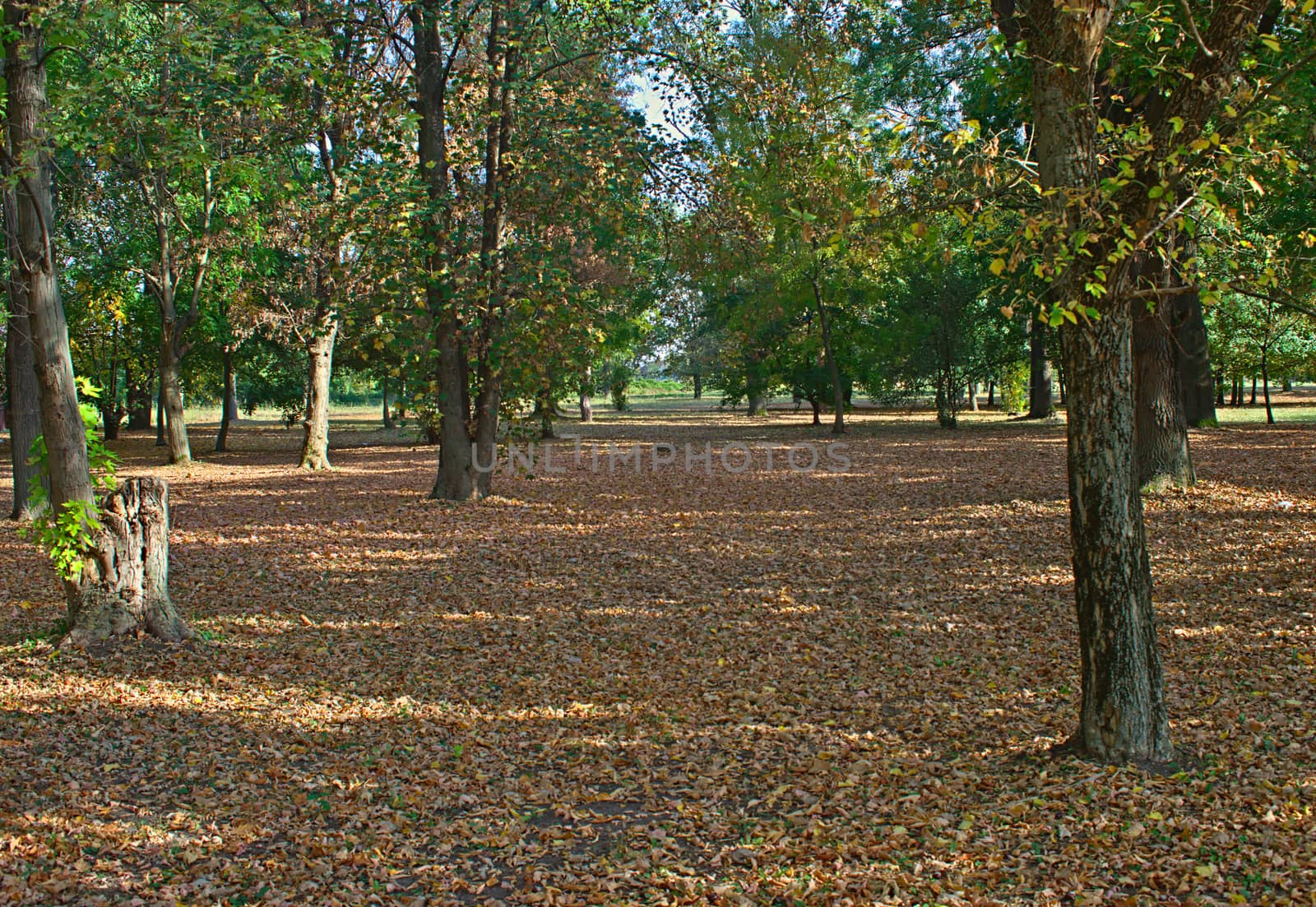 Public park covered with brown fallen leaves