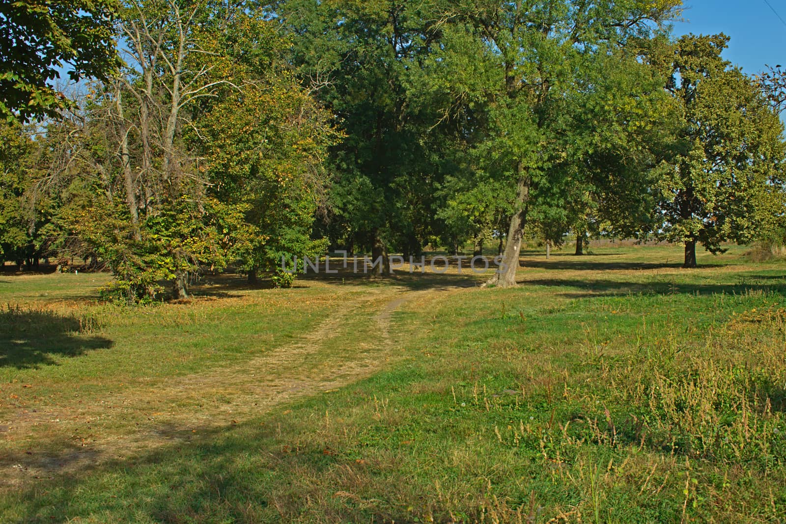 Footpath in park covered with fallen leaves and tree trunks