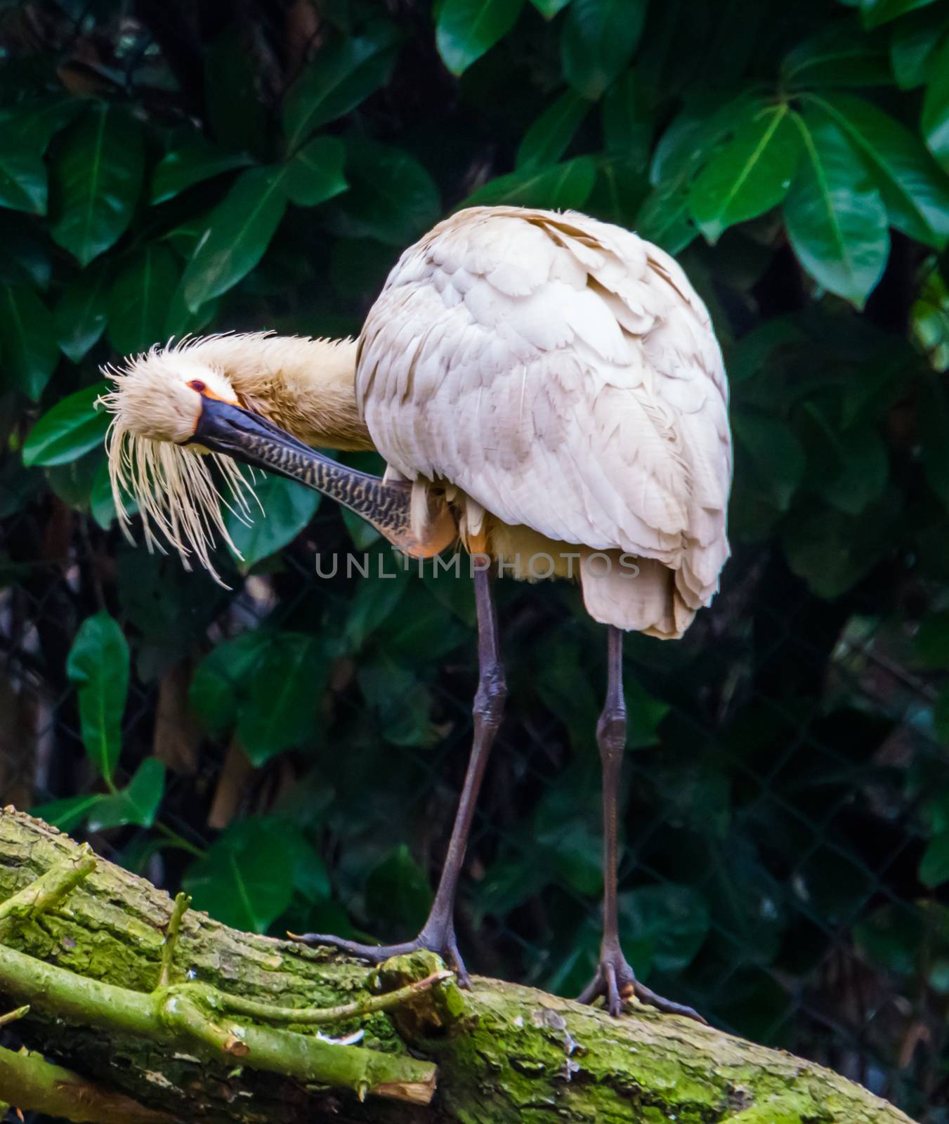 Eurasian spoonbill bird standing on a branch and cleaning its feathers