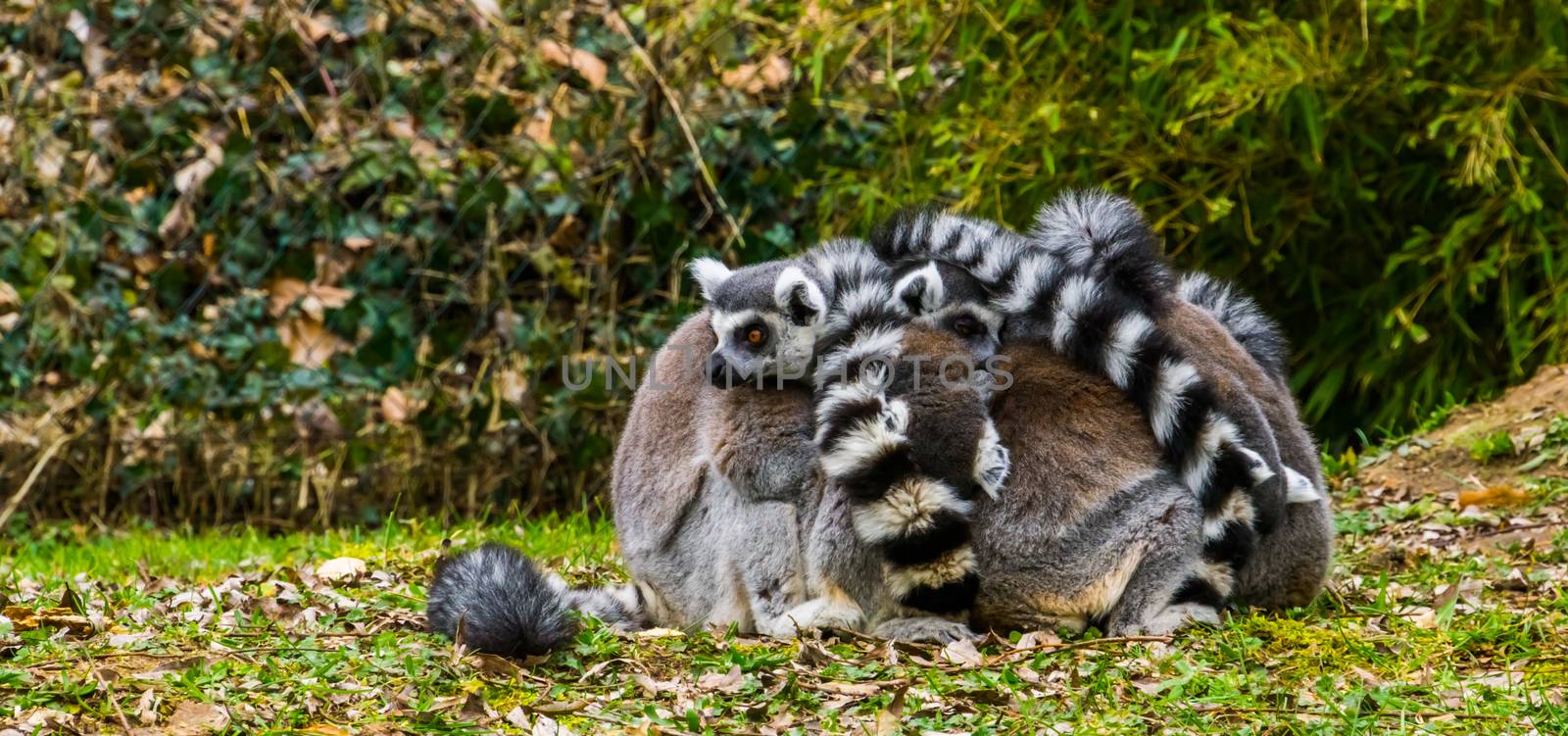 close group of ring tailed lemur monkeys hugging each other, funny and adorable animal behavior