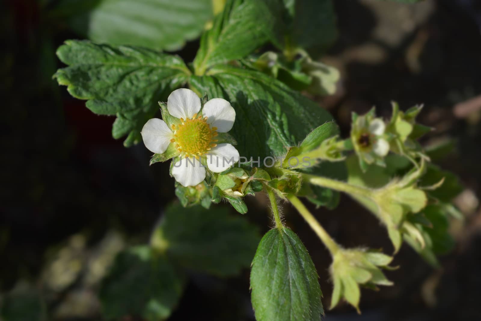 Garden strawberry - Latin name - Fragaria x ananassa