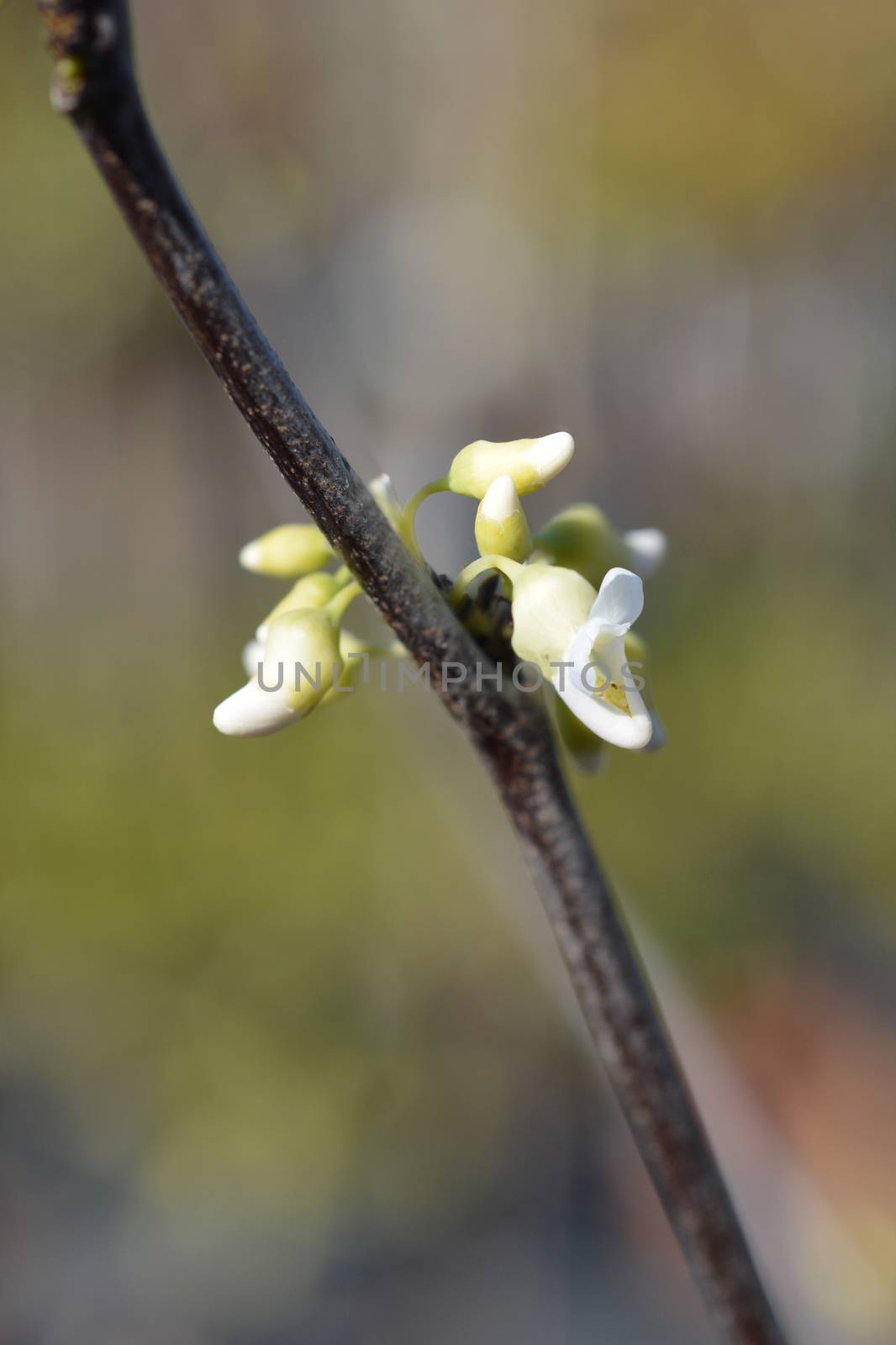 Texas White Redbud by nahhan