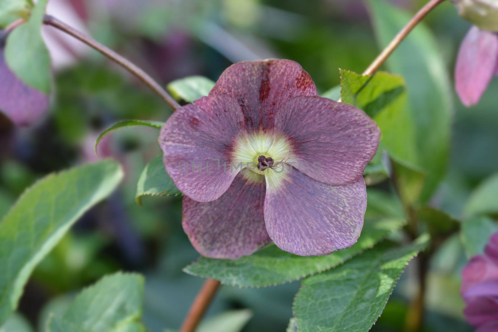 Lenten rose Viv Victoria - Latin name - Helleborus orientalis Viv Victoria