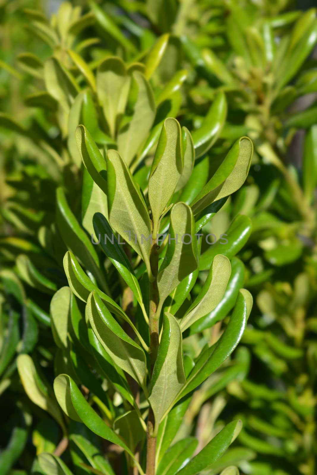 Japanese pittosporum - Latin name - Pittosporum tobira