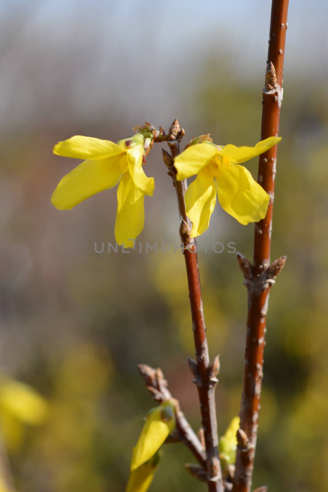 Forsythia Spectabilis - Latin name - Forsythia x intermedia Spectabilis