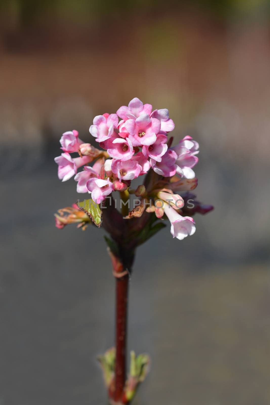 Arrowwood Dawn - Latin name - Viburnum * bodnantense Dawn