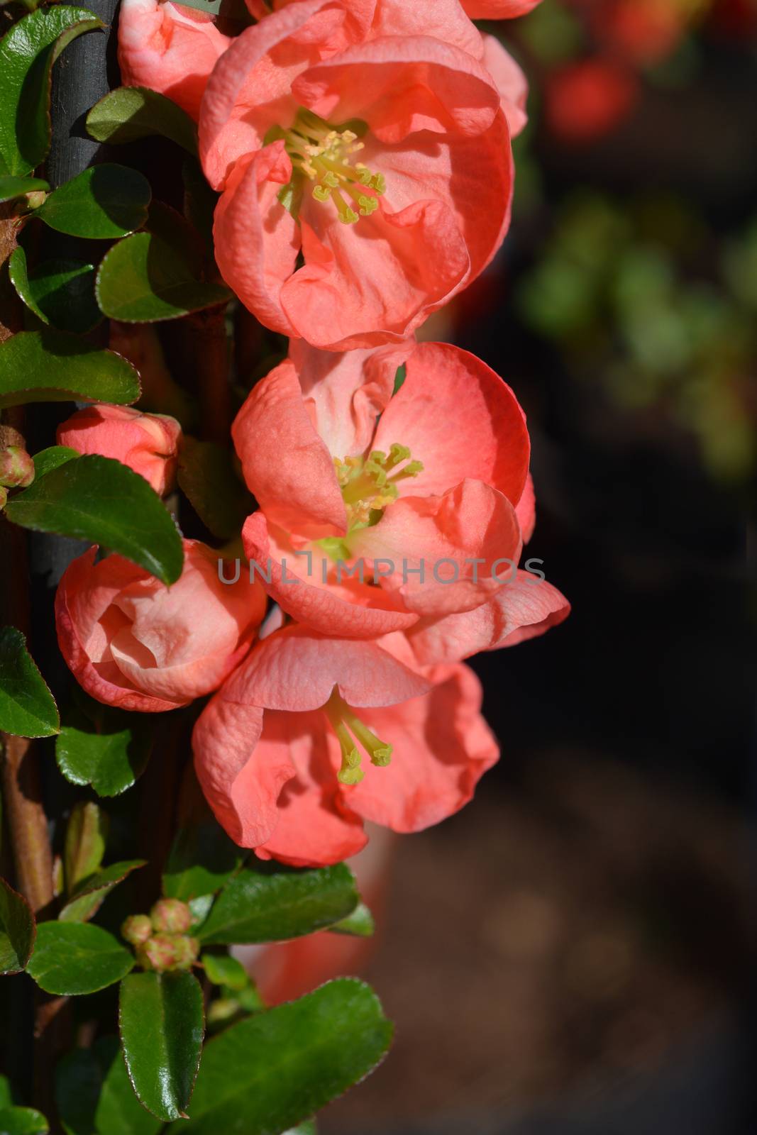 Salmon Horizon Flowering Quince - Latin name - Chaenomeles x superba Salmon Horizon