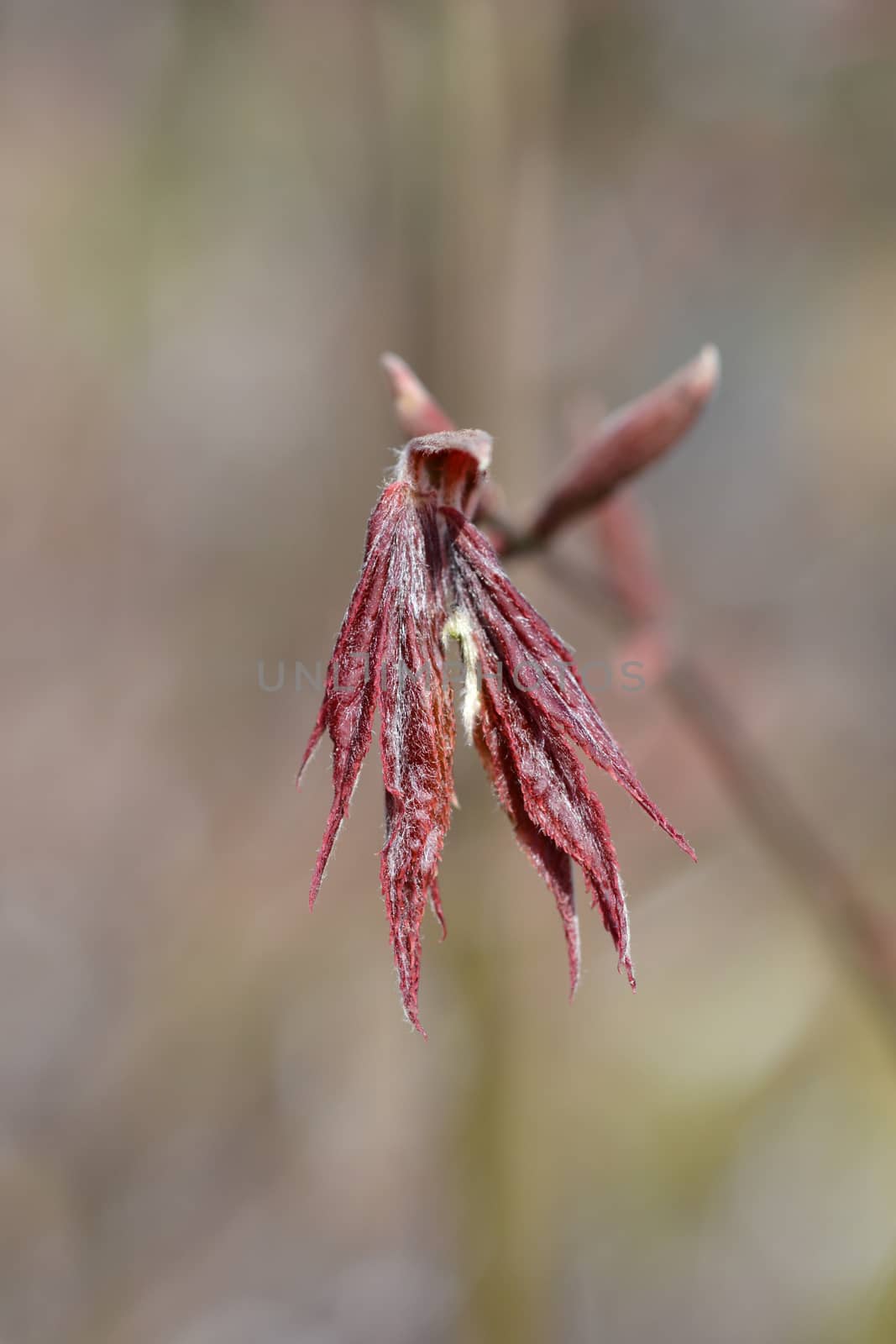 Purple Japanese Maple by nahhan