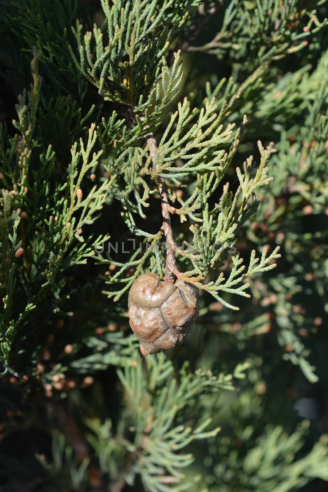 Italian Cypress by nahhan