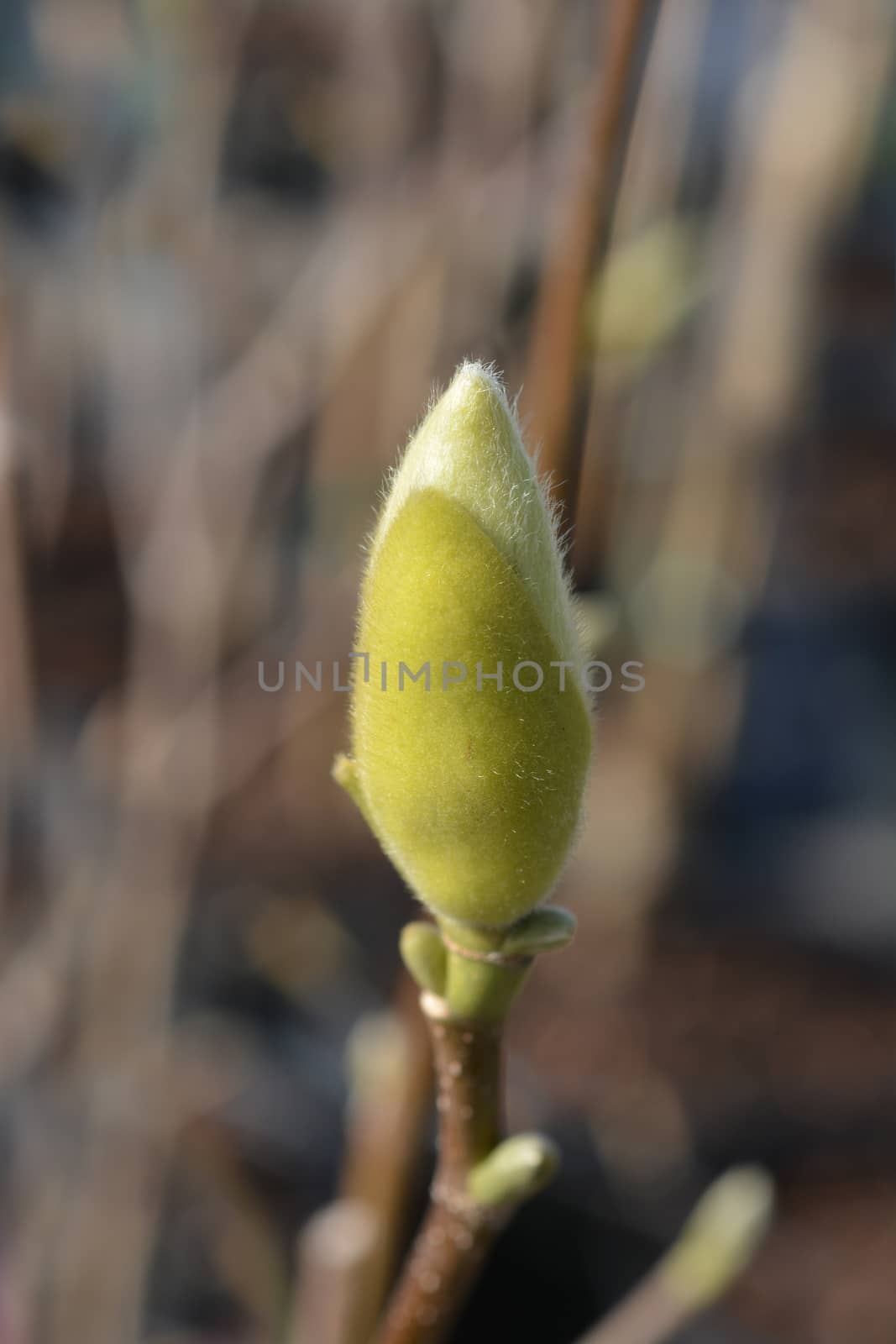 Magnolia Yellow Bird - Latin name - Magnolia x brooklynensis Yellow Bird