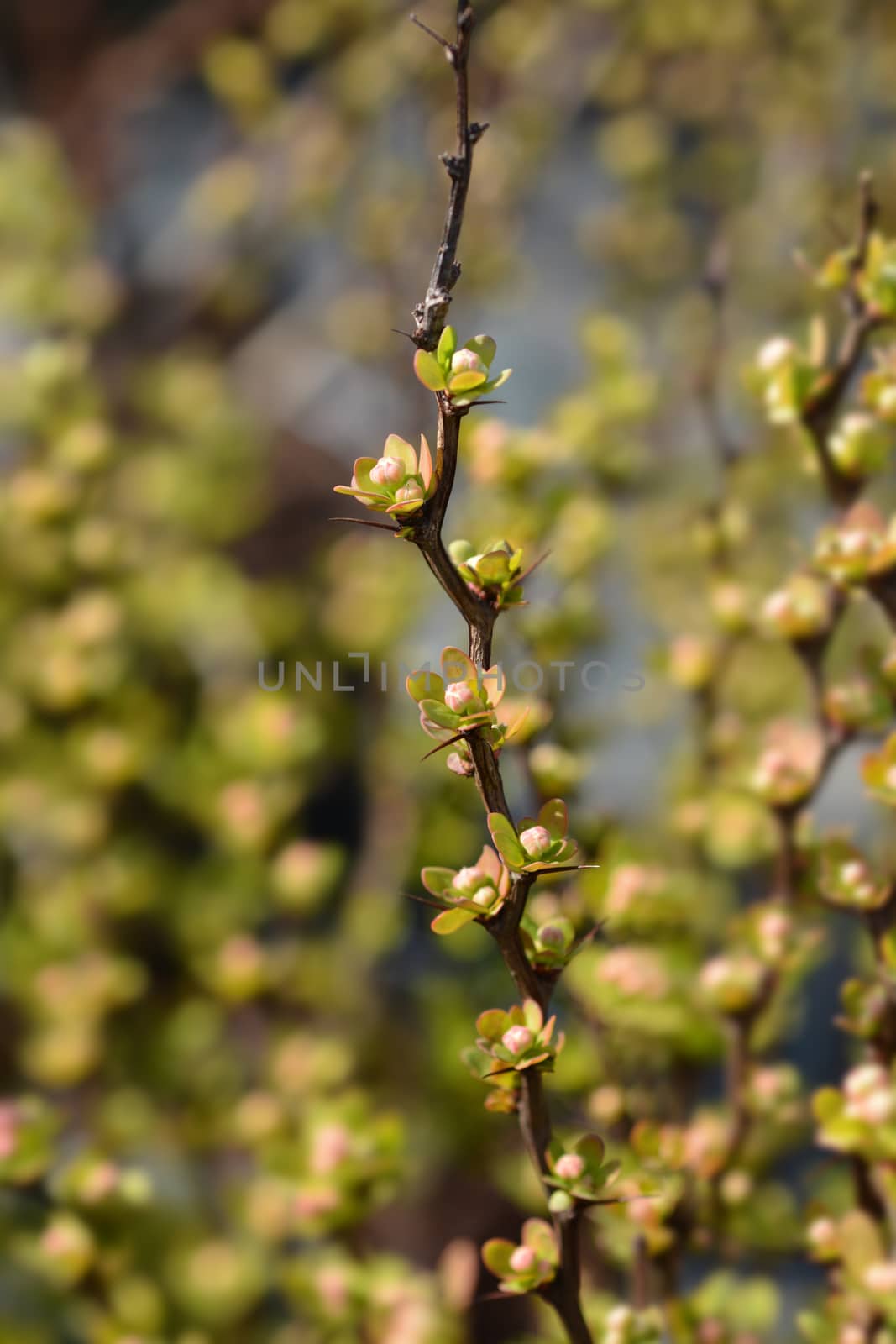 Japanese barberry Maria - Latin name - Berberis thunbergii Maria