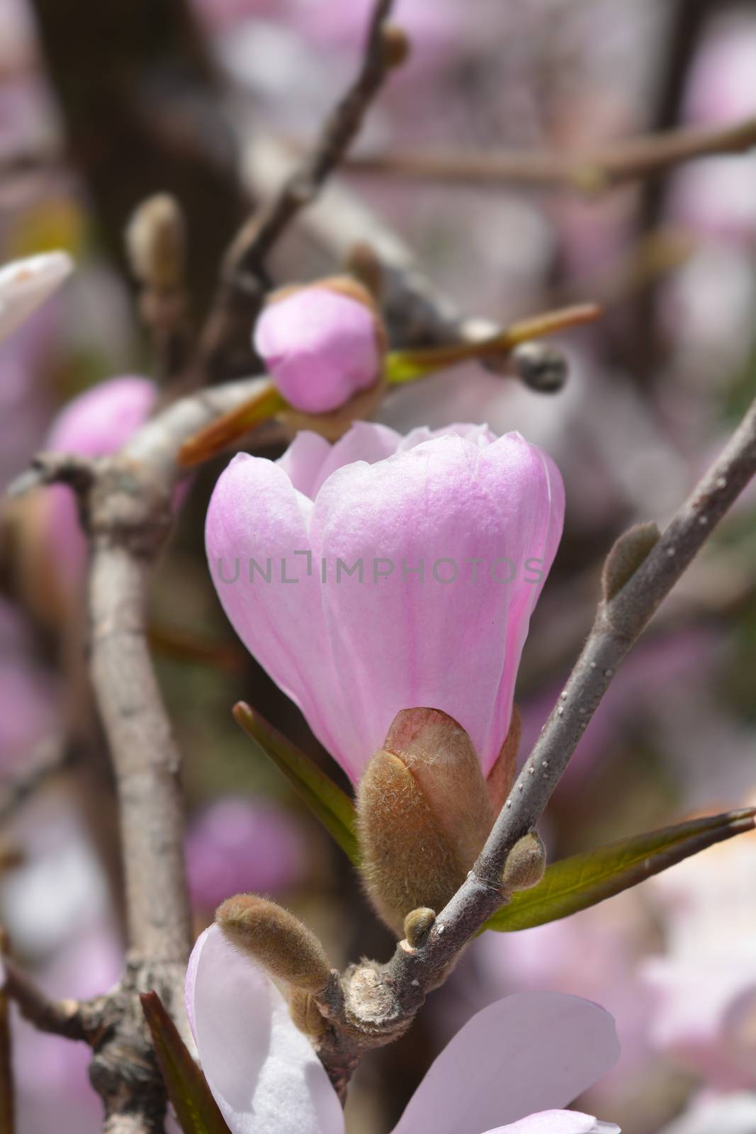 Star magnolia flower bud - Latin name - Magnolia stellata