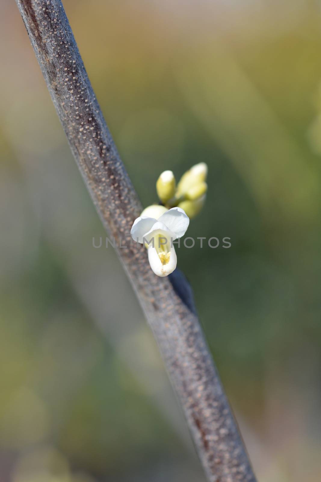 Texas White Redbud - Latin name - Cercis canadensis var. texensis Texas White