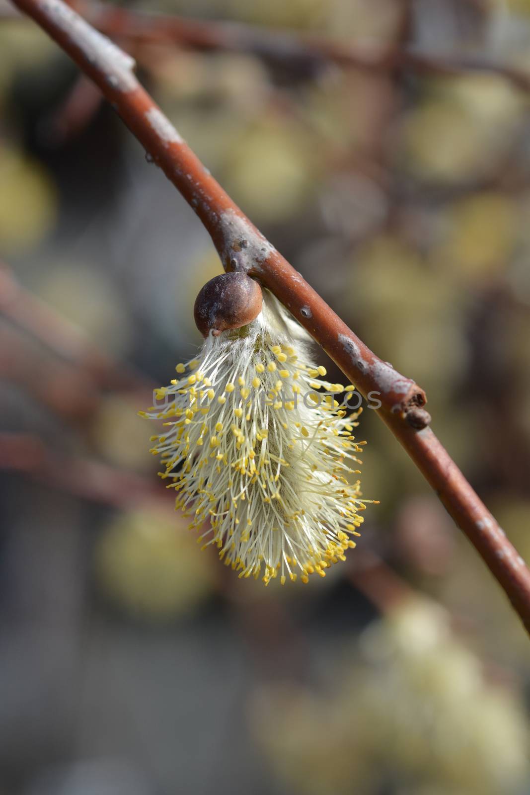 Weeping pussy willow - Latin name - Salix caprea