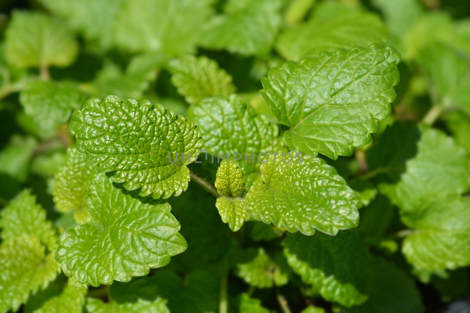 Lemon balm - Latin name - Melissa officinalis